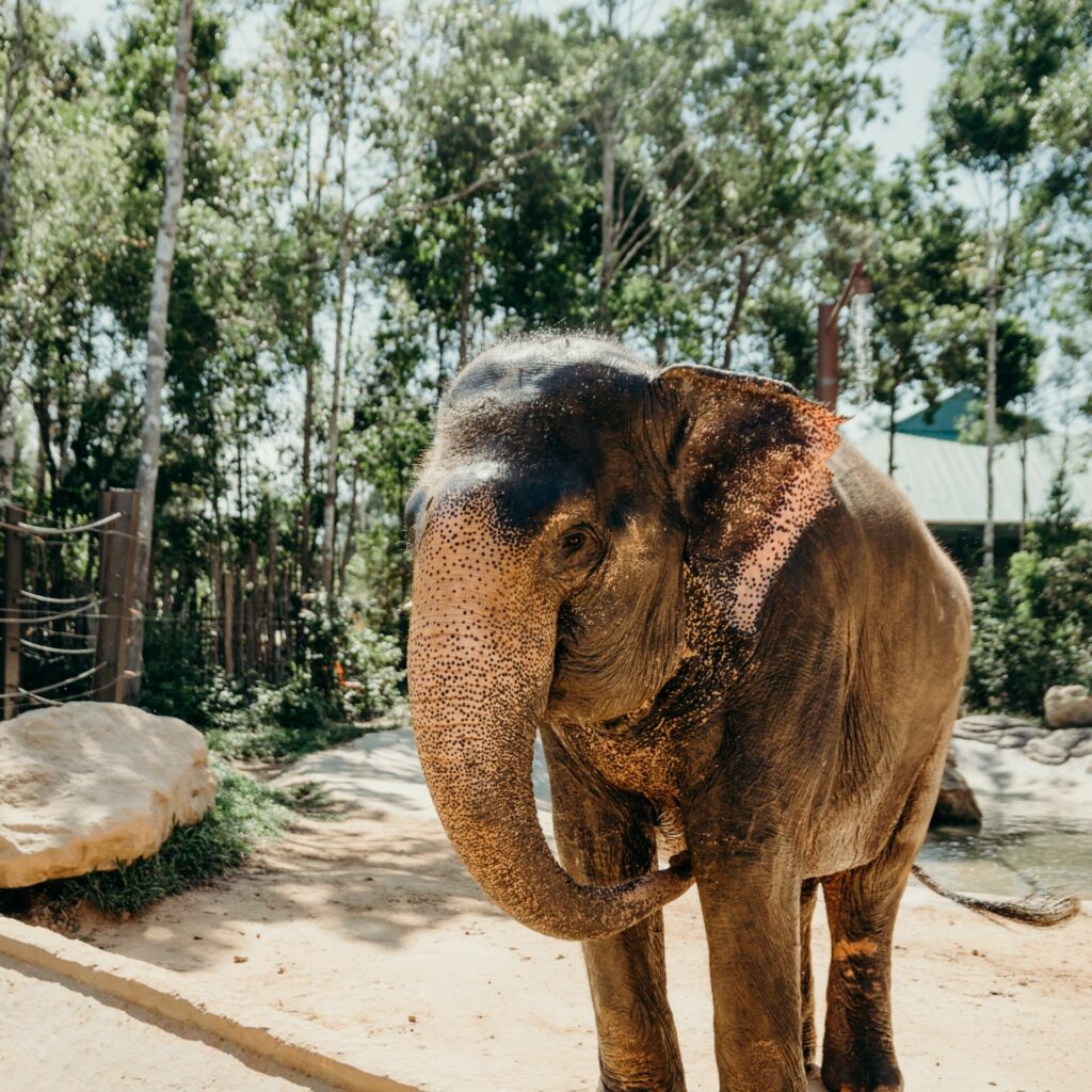 Elephant Sanctuary Koh Samui