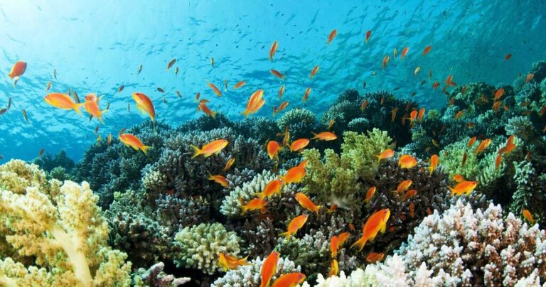Colorful tropical fish swimming above coral reefs in the clear waters near Koh Samui